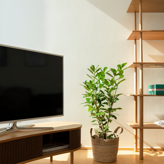 Audacious | tv bench